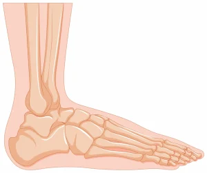 anatomia del pie
